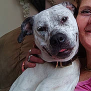 Susie is registered to the contest to win money with this photo: dog, pet, indoor, couch, person, smile, face, collar, hand, flowers, decor, white_dog, closeup, snuggle, tongue_out, relaxed, casual, comfort, companion, happy