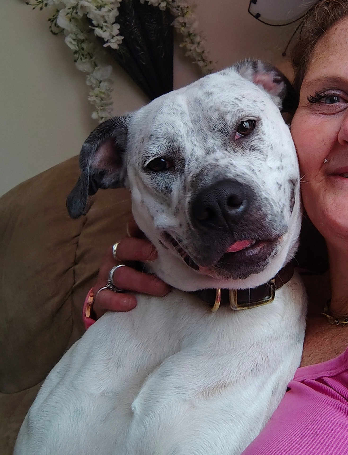 Susie is registered to the contest to win money with this photo: dog, pet, indoor, couch, person, smile, face, collar, hand, flowers, decor, white_dog, closeup, snuggle, tongue_out, relaxed, casual, comfort, companion, happy