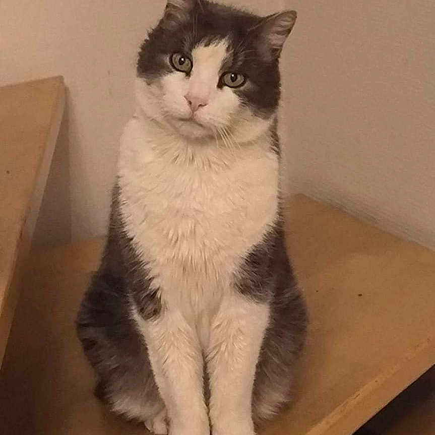 Gribouille a rejoint le concours — aidez-le/la à gagner de superbes lots ! abyssinian, angora, animal, canine, cat, desk, dog, drawer, furniture, hardwood, indoors, interiordesign, kitten, manx, pet, plywood, shelf, stainedwood, table, wood