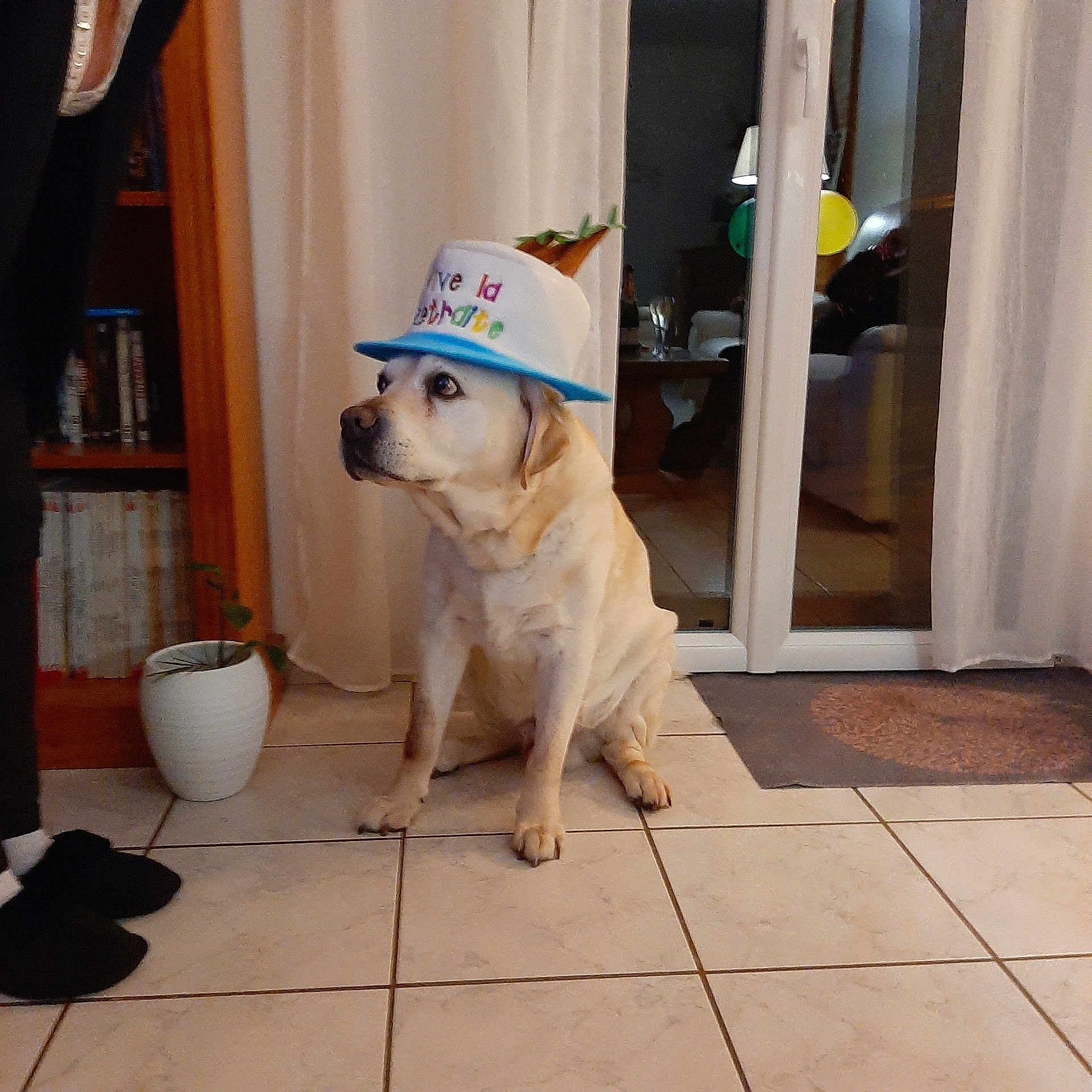 Hilton participe au concours pour gagner de l'argent avec cette photo : dog, labrador, birthday_hat, indoor, tile_floor, plant, bookshelf, curtains, glass_door, balloons, home, pet, sitting, yellow_dog, floor_tiles, celebration, animal, domestic, hat, retirement