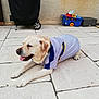 Hilton participe au concours pour gagner de l'argent avec cette photo : dog, labrador, pet, animal, outdoor, patio, tile_floor, clothing, jersey, tongue_out, resting, relaxed, grill_cover, toy_cart, yellow, blue, white, beige, sunlight, summer