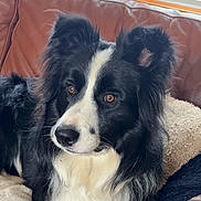 Arok participe au concours pour gagner de l'argent avec cette photo : dog, border_collie, black_and_white, pet, animal, fur, ears, eyes, nose, couch, blanket, indoor, cozy, portrait, looking_away, fluffy, mammal, companion, domestic_animal, relaxing