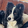 dog, border_collie, black_and_white, pet, animal, fur, ears, eyes, nose, couch, blanket, indoor, cozy, portrait, looking_away, fluffy, mammal, companion, domestic_animal, relaxing