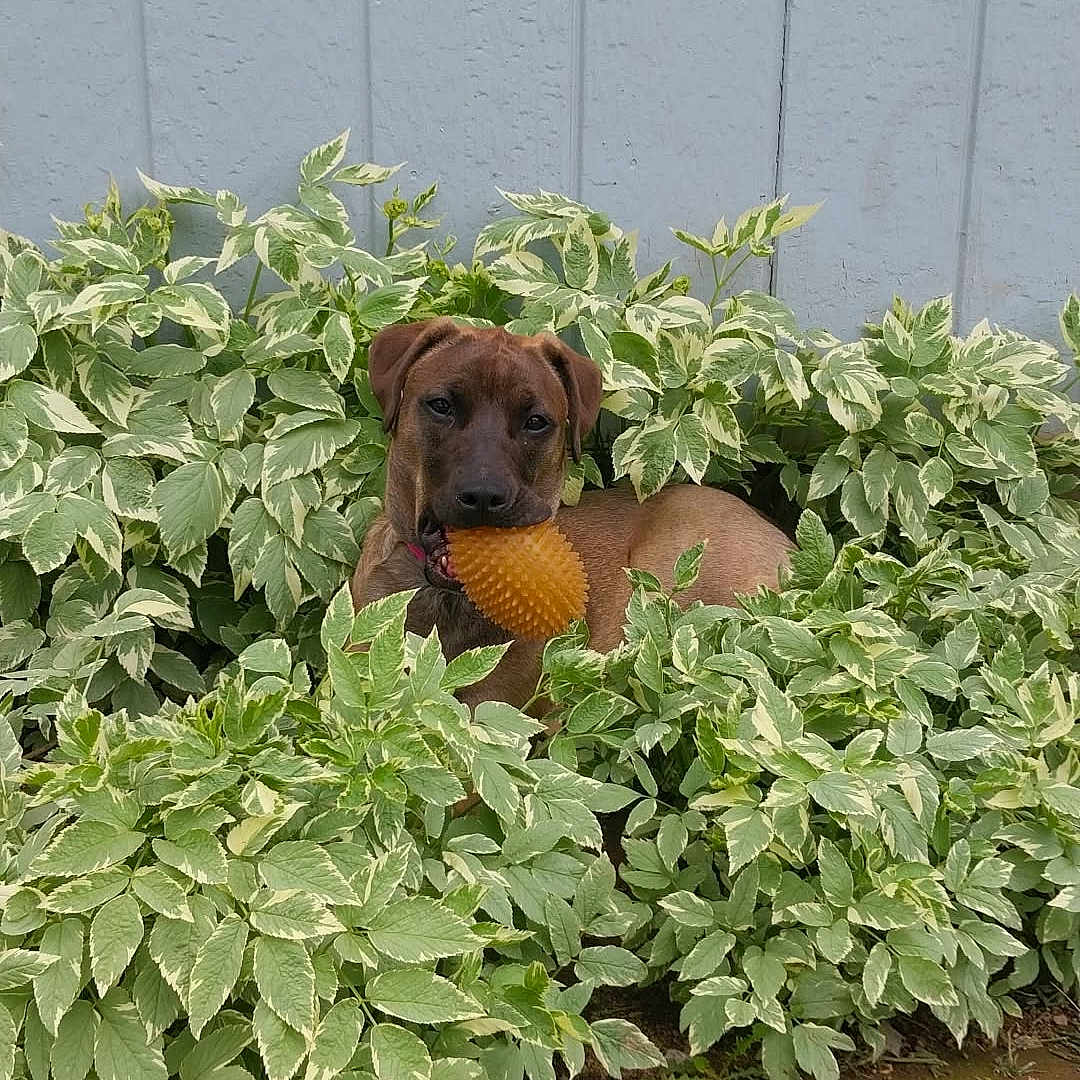 Jezzie joined the competition — help win amazing prizes! animal, brown_dog, bush, canine, dandelion, dog, fur, garden, green_leaves, ground, leafy, mouth, nature, orange_toy, outdoor, pet, plants, playful, toy, wall
