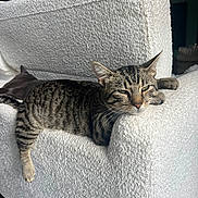 Arnold participe au concours pour gagner de l'argent avec cette photo : cat, tabby_cat, feline, pet, indoor, couch, white_couch, furniture, relaxed, sleeping_cat, texture, living_room, resting, animal, lazy, cozy, domestic, mammal, two_cats, background