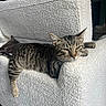 cat, tabby_cat, feline, pet, indoor, couch, white_couch, furniture, relaxed, sleeping_cat, texture, living_room, resting, animal, lazy, cozy, domestic, mammal, two_cats, background