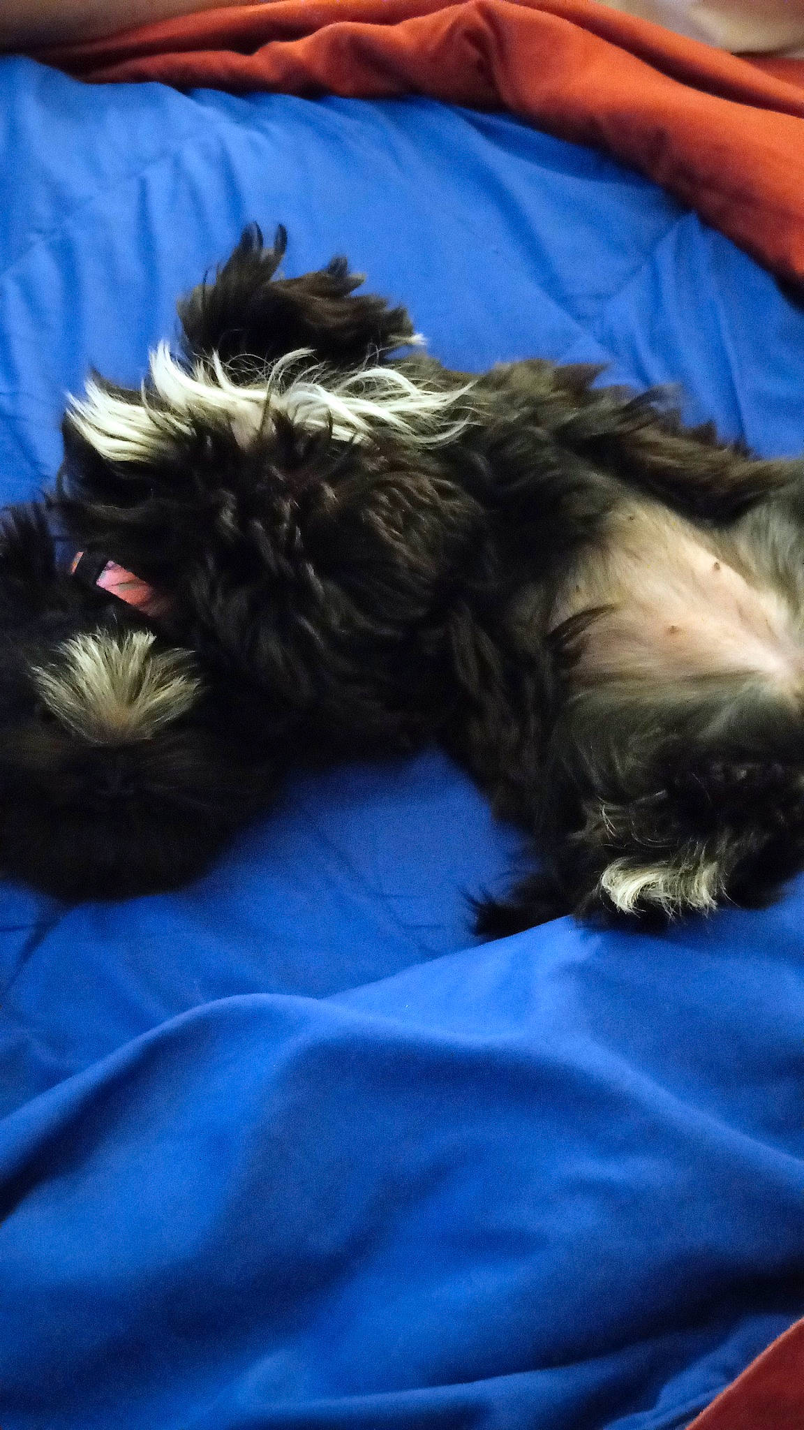 Skylar joined the competition — help win amazing prizes! canidae, carnivore, comfort, companion_dog, dog, dog_breed, dog_supply, electric_blue, felidae, fur, liver, schnauzer, small_terrier, snout, sporting_group, tail, terrier, toy_dog, whiskers, working_animal