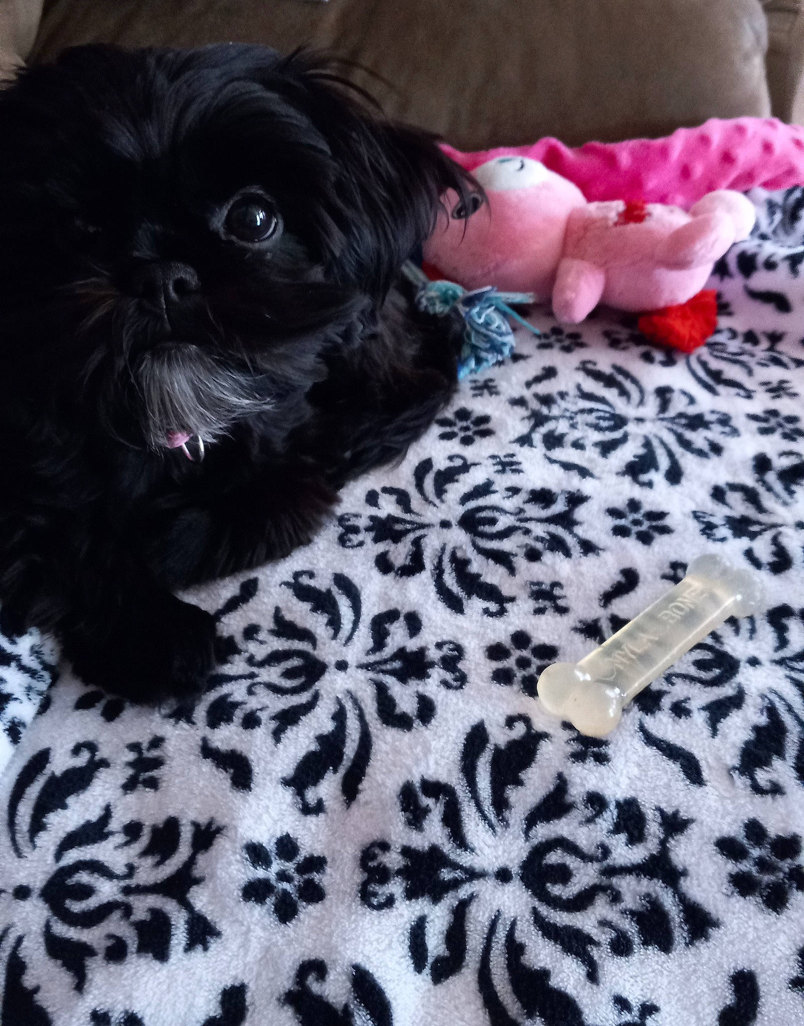 Skylar joined the competition — help win amazing prizes! canidae, carnivore, comfort, companion_dog, dog, dog_breed, dog_supply, fawn, fur, linens, liver, pattern, pekapoo, shih_tzu, small_terrier, snout, sporting_group, terrier, toy_dog, working_animal