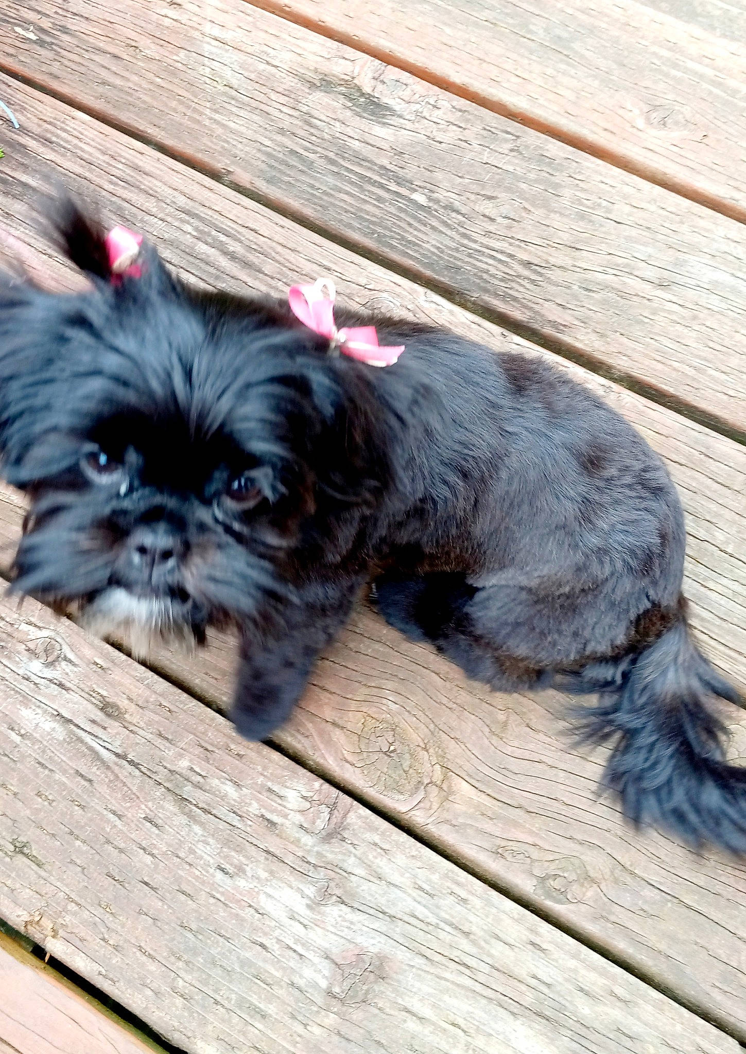 Skylar joined the competition — help win amazing prizes! canidae, carnivore, companion_dog, dog, dog_breed, dog_collar, dog_supply, fawn, fur, grey, hardwood, liver, small_terrier, snout, sporting_group, terrestrial_animal, terrier, toy_dog, wood, working_animal