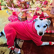 Buddy is registered to the contest to win money with this photo: dog, christmas_tree, christmas_lights, christmas_decorations, presents, red_onesie, striped_socks, carpet, holiday, festive, indoor, pet_clothing, white_dog, black_spots, decorated_tree, gift_boxes, holiday_season, cozy, relaxed, looking