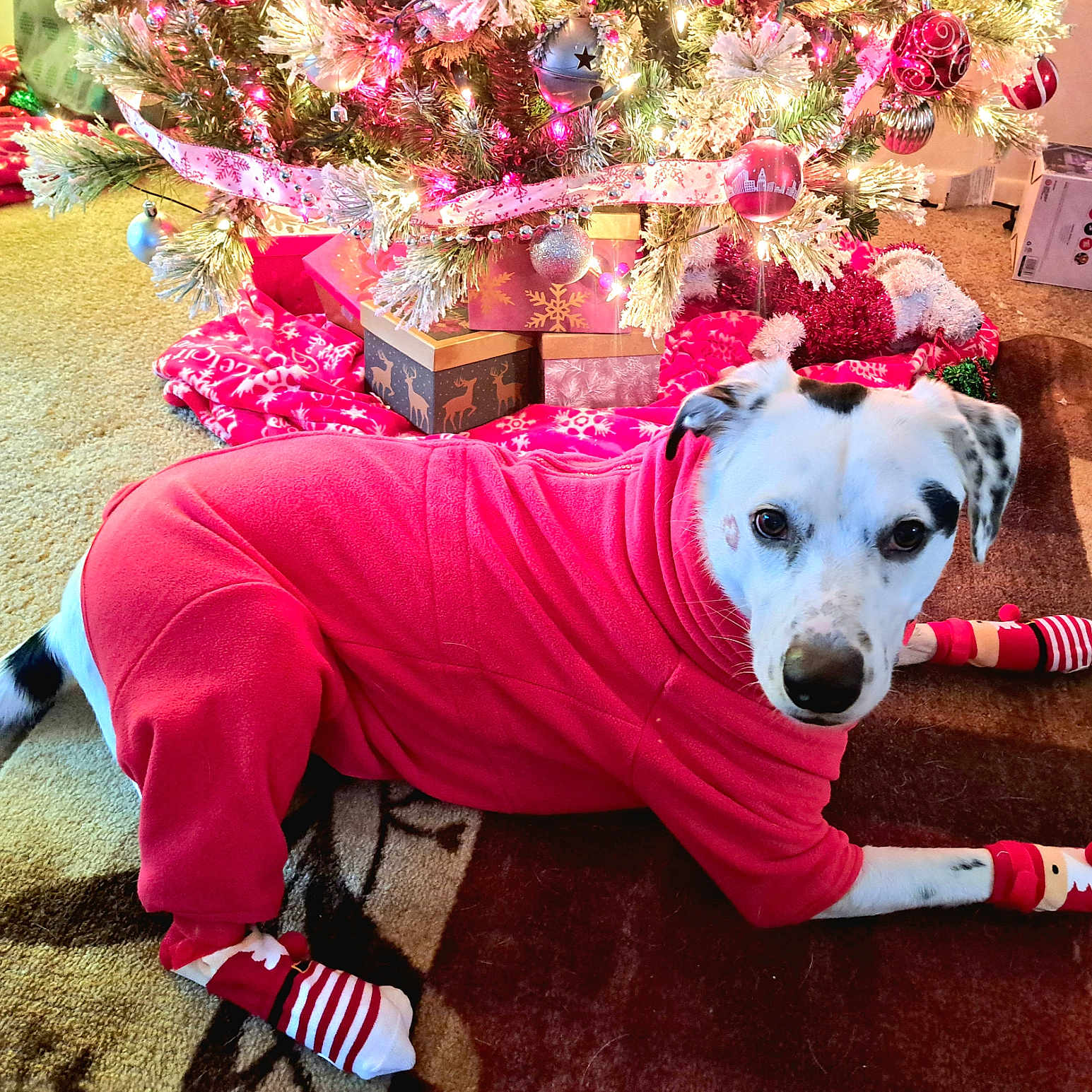 Buddy is registered to the contest to win money with this photo: black_spots, carpet, christmas_decorations, christmas_lights, christmas_tree, cozy, decorated_tree, dog, festive, gift_boxes, holiday, holiday_season, indoor, looking, pet_clothing, presents, red_onesie, relaxed, striped_socks, white_dog