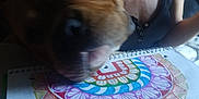 Chunk is registered to the contest to win money with this photo: dog, person, notebook, drawing, mandala, colorful, close_up, indoor, human, tank_top, art, pattern, brown_dog, face, head, snout, paper, spiral_notebook, background, blur