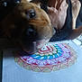 dog, person, notebook, drawing, mandala, colorful, close_up, indoor, human, tank_top, art, pattern, brown_dog, face, head, snout, paper, spiral_notebook, background, blur