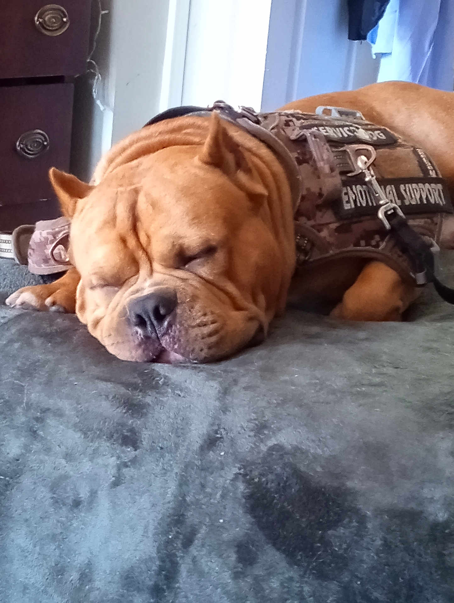 Chunk joined the competition — help win amazing prizes! dog, service_dog, emotional_support, sleeping, resting, brown_dog, pet, canine, indoor, vest, camo, animal, companion, calm, domestic, cute, closeup, fur, snout, ears