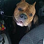 Chunk joined the competition — help win amazing prizes! dog, car, interior, cable, pet, brown_dog, seat, leash, curious, close_up, animal, canine, vehicle, dark, indoor, looking, mouth, cord, seat_cover, companion