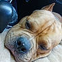 Chunk joined the competition — help win amazing prizes! dog, sleeping, close_up, pet, canine, resting, blanket, fur, car_interior, water_bottle, nose, ear, texture, soft, relaxed, animal, portrait, brown, muzzle, whiskers