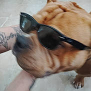 Chunk joined the competition — help win amazing prizes! dog, sunglasses, pet, brown_dog, tattoo, arm, floor, close_up, indoor, blur, animal, canine, wrinkles, paw, shade, portrait, companion, friendship, casual, accessory