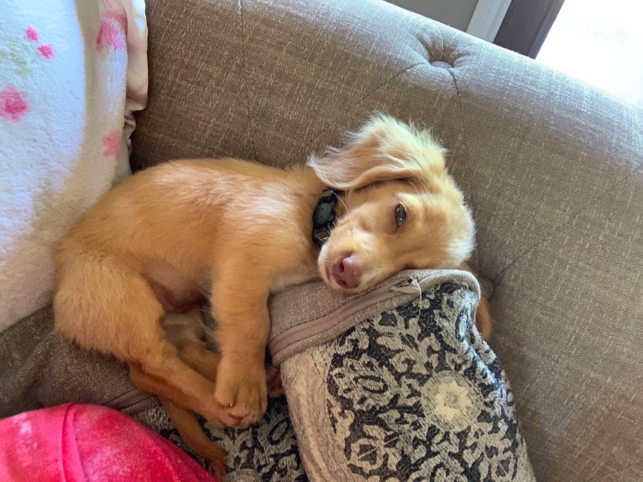 Nola Strong joined the competition — help win amazing prizes! canidae, carnivore, companion_dog, dog, dog_breed, fawn, mammal, nap, pomeranian, puppy, puppy_love, sporting_group