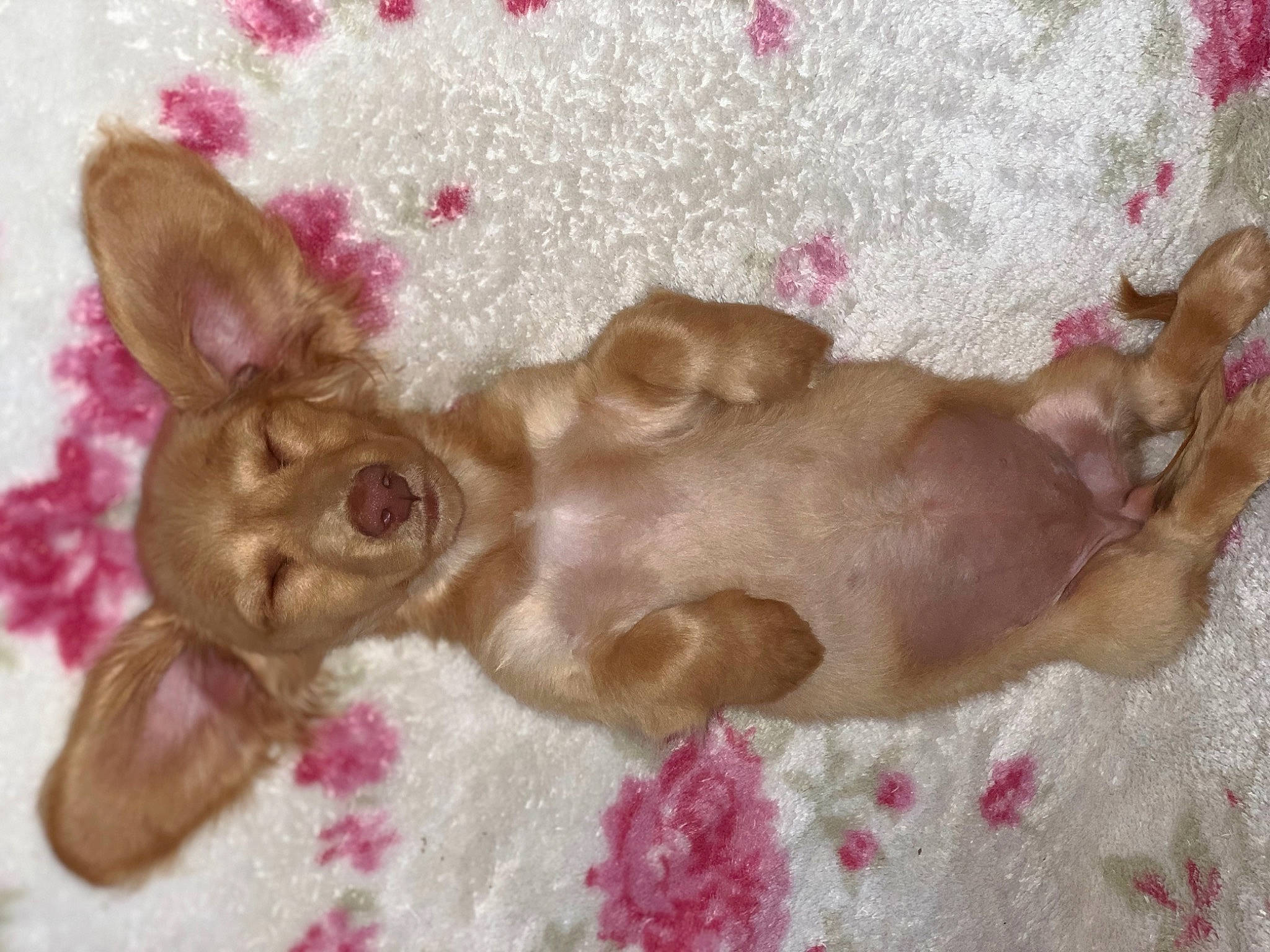 Nola Strong joined the competition — help win amazing prizes! canidae, carnivore, chihuahua, cornish_rex, dog_breed, fawn, liver, mammal, pink, snout, toy_dog