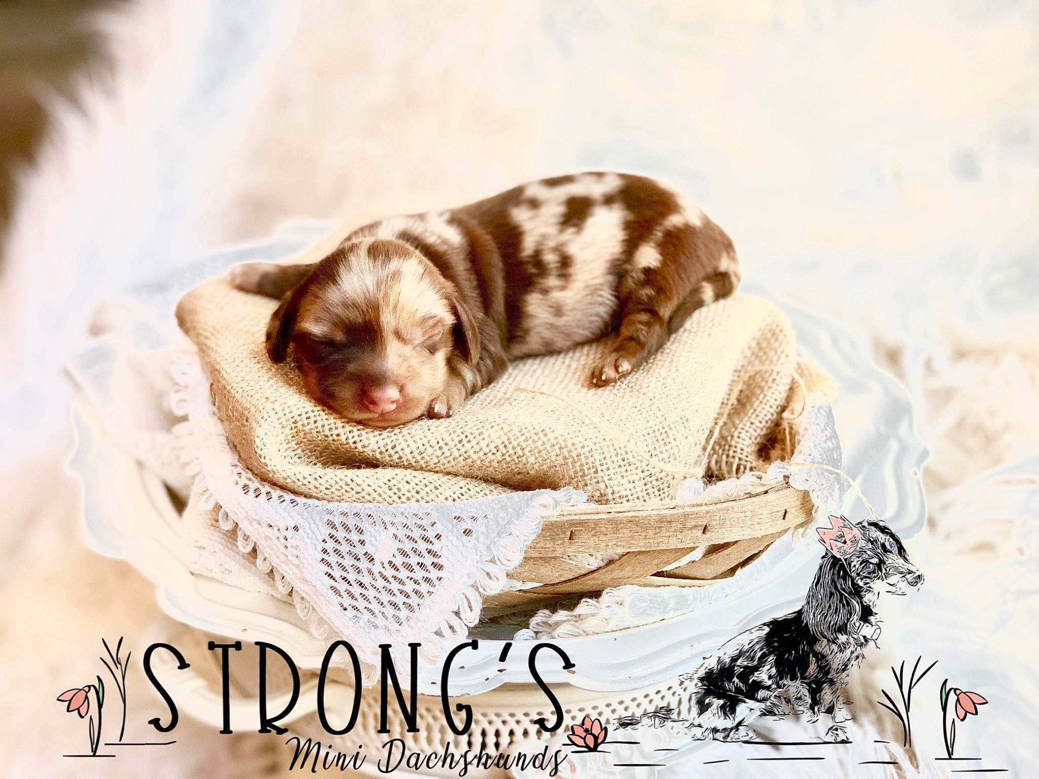 Poppy Strong is registered to the contest to win money with this photo: canidae, carnivore, companion_dog, dog, dog_breed, photo_caption, pointer, pointing_breed, puppy, puppy_love, spaniel, sporting_group