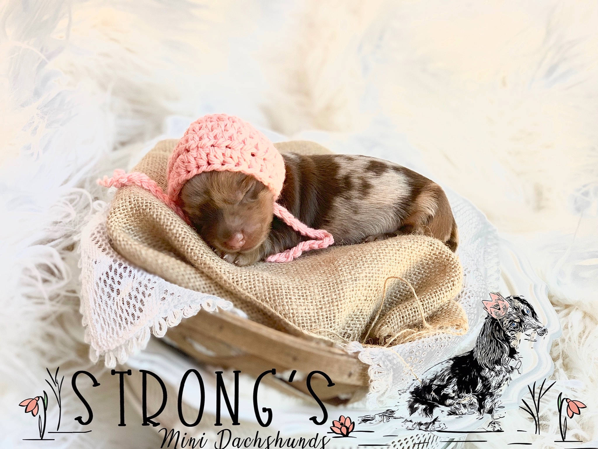 Poppy Strong is registered to the contest to win money with this photo: braque_francais, canidae, carnivore, comfort, dog, dog_breed, furniture, german_shorthaired_pointer, nap, photo_caption, pointer, pointing_breed, puppy, sporting_group