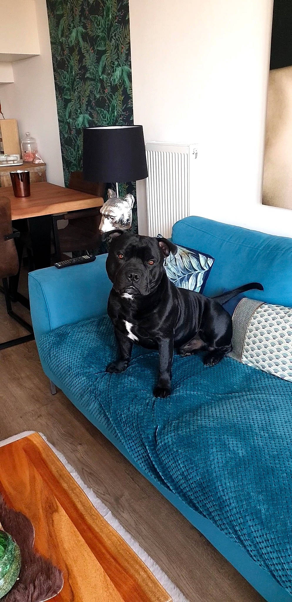 Parker a rejoint le concours — aidez-le/la à gagner de superbes lots ! carnivore, chair, comfort, companion_dog, couch, dog, dog_breed, fawn, floor, flooring, furniture, grey, hardwood, living_room, mammal, picture_frame, plant, sporting_group, table, wood