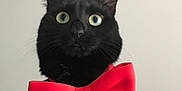 Cracotte a rejoint le concours — aidez-le/la à gagner de superbes lots ! alert, animal, black_cat, black_fur, bow_tie, cat, close_up, cute, domestic_cat, fashion_accessory, feline, indoor, looking_up, neutral_background, no_human, pet, portrait, single_animal, whiskers, wide_eyes