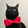 Cracotte a rejoint le concours — aidez-le/la à gagner de superbes lots ! black_cat, cat, bow_tie, pet, animal, indoor, feline, close_up, wide_eyes, portrait, domestic_cat, cute, whiskers, alert, black_fur, fashion_accessory, single_animal, looking_up, no_human, neutral_background