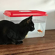 Cracotte a rejoint le concours — aidez-le/la à gagner de superbes lots ! cat, black_cat, goldfish, fish, plastic_container, red_lid, wooden_surface, curious, pet, animal, indoor, close_up, watching, side_view, domestic_cat, tank, aquatic_pet, table, feline, small_fish