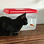 cat, black_cat, goldfish, fish, plastic_container, red_lid, wooden_surface, curious, pet, animal, indoor, close_up, watching, side_view, domestic_cat, tank, aquatic_pet, table, feline, small_fish