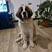 Taïko participe au concours pour gagner de l'argent avec cette photo : dog, puppy, saint_bernard, indoor, wooden_floor, potted_plant, floor_lamp, television, couch, curious, sitting, pet, animal, home, living_room, furniture, tongue_out, cute, fluffy, brown_white