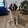 dog, puppy, saint_bernard, indoor, wooden_floor, potted_plant, floor_lamp, television, couch, curious, sitting, pet, animal, home, living_room, furniture, tongue_out, cute, fluffy, brown_white