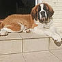 Taïko participe au concours pour gagner de l'argent avec cette photo : dog, saint_bernard, canine, pet, animal, fur, brown, white, tile, step, outdoor, sunlight, resting, relaxed, muzzle, paw, brick_wall, shadow, large_dog, companion