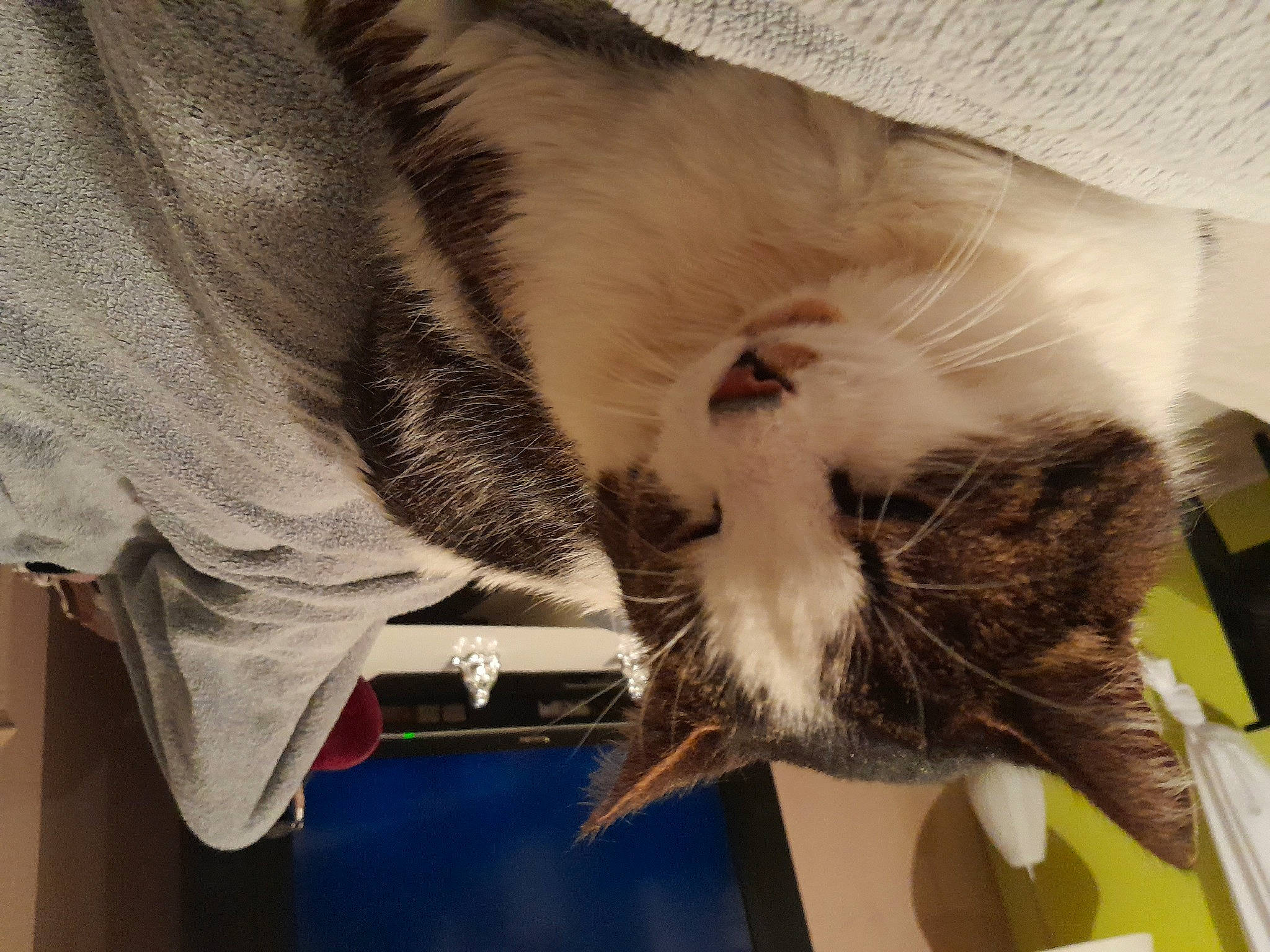 Alpha a rejoint le concours — aidez-le/la à gagner de superbes lots ! carnivore, cat, claw, comfort, domestic_short_haired_cat, felidae, fur, paper_product, paw, room, small_to_medium_sized_cats, tail, textile, whiskers