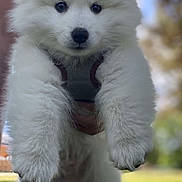 Miska joined the competition — help win amazing prizes! puppy, dog, white_fur, fluffy, animal, pet, cute, outdoor, nature, grass, blurred_background, paws, face, ears, nose, fur, closeup, adorable, young, friendly