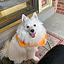 dog, white_dog, fluffy, smiling, pet, collar, orange_collar, door, doormat, porch, brick_wall, happy, animal, cute, sitting, outside, fur, ears, tongue, friendly