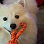 dog, white, fluffy, rope_toy, pet, indoor, playful, animal, ears, mouth, fur, toy, cute, face, closeup, black_nose, carpet, stuffed_animal, home, happy