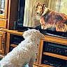 animal, canine, classic_show, companion, couch, curious, dog, entertainment_center, fur, home, indoors, lassie, living_room, pet, relaxing, screen, television, watching_tv, white_dog, wooden_furniture