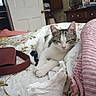 cat, sleeping, bed, blanket, quilt, striped_blanket, leather_belt, indoor, furniture, fan, door, drawer, pink, white, tabby, resting, cozy, nap, domestic, calm