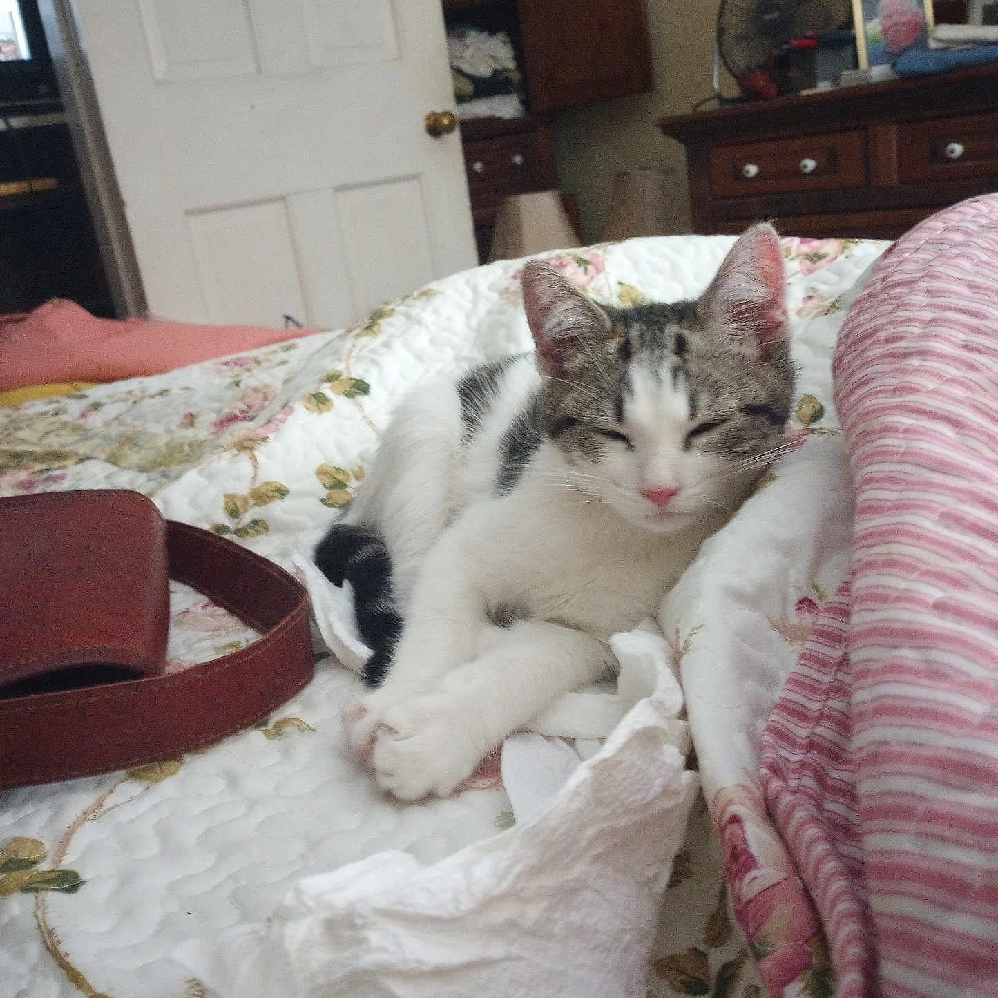 Oliver Twist joined the competition — help win amazing prizes! cat, sleeping, bed, blanket, quilt, striped_blanket, leather_belt, indoor, furniture, fan, door, drawer, pink, white, tabby, resting, cozy, nap, domestic, calm