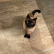 Bob a rejoint le concours — aidez-le/la à gagner de superbes lots ! alone, animal, blue_eyes, cat, curious, cute, domestic_cat, feline, floor, fur, indoor, looking_up, mammal, pet, shadow, siamese_cat, standing, stone_floor, tail, whiskers