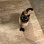 alone, animal, blue_eyes, cat, curious, cute, domestic_cat, feline, floor, fur, indoor, looking_up, mammal, pet, shadow, siamese_cat, standing, stone_floor, tail, whiskers