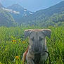 puppy, dog, grass, flowers, meadow, mountains, outdoor, nature, sunlight, sky, leash, animal, cute, greenery, field, pet, young, landscape, summer, scenic