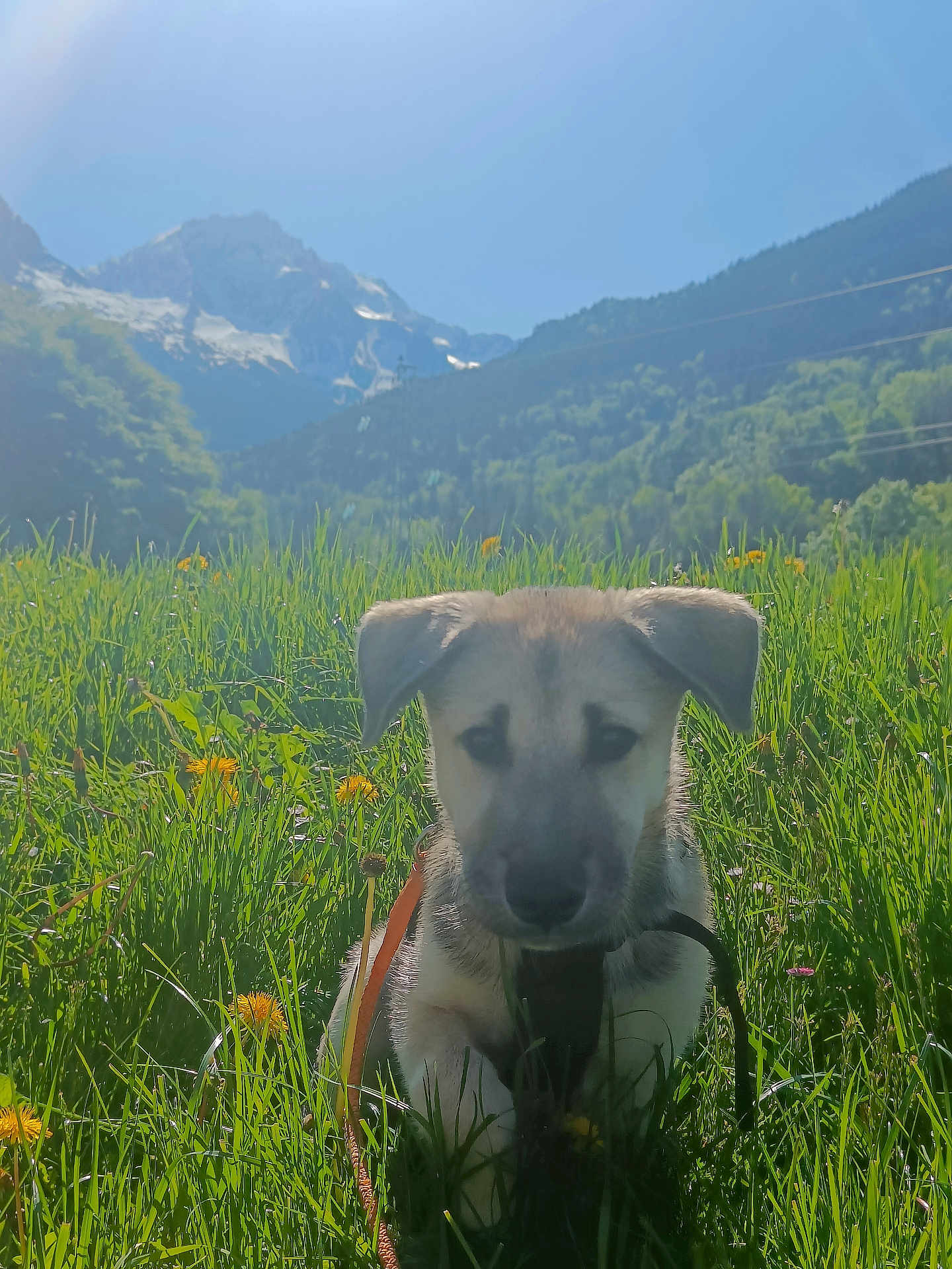 Coby participe au concours pour gagner de l'argent avec cette photo : puppy, dog, grass, flowers, meadow, mountains, outdoor, nature, sunlight, sky, leash, animal, cute, greenery, field, pet, young, landscape, summer, scenic