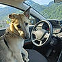 Coby a rejoint le concours — aidez-le/la à gagner de superbes lots ! dog, car, steering_wheel, mountains, window, seat, interior, dashboard, nature, pet, animal, canine, vehicle, mountain_view, curious, paws, side_mirror, sunlight, travel, road_trip