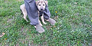 Coby participe au concours pour gagner de l'argent avec cette photo : puppy, dog, person, legs, shoes, grass, outdoor, greenery, yellow_flowers, nature, young_dog, pet, leash, casual_clothing, checkered_shoes, ground, plants, daylight, friendly, cute