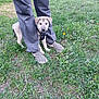 puppy, dog, person, legs, shoes, grass, outdoor, greenery, yellow_flowers, nature, young_dog, pet, leash, casual_clothing, checkered_shoes, ground, plants, daylight, friendly, cute