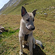 Coby participe au concours pour gagner de l'argent avec cette photo : dog, animal, outdoor, mountain, grass, sunlight, shadow, nature, pet, canine, sitting, ears_up, fur, daylight, landscape, rock, field, collar, alert, muzzle