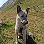 dog, animal, outdoor, mountain, grass, sunlight, shadow, nature, pet, canine, sitting, ears_up, fur, daylight, landscape, rock, field, collar, alert, muzzle