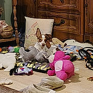 Chi Chi is registered to the contest to win money with this photo: brown_and_white_dog, cable, clutter, cozy, decor, dog, floor, home, indoor, living_space, mat, pet, pet_bed, pillow, plush, relaxed, slippers, stuffed_animal, toy, wooden_furniture